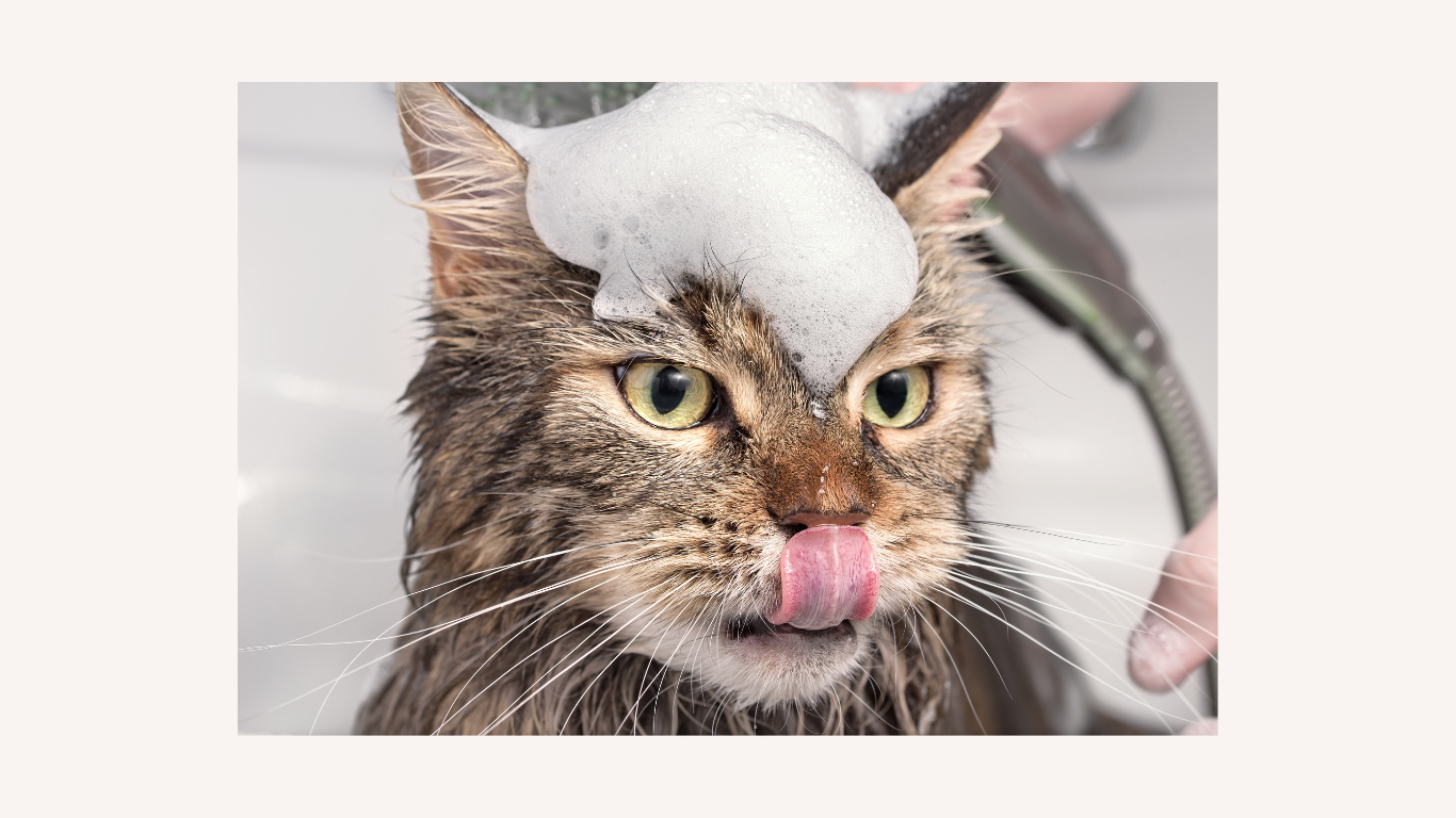 Feline Bathing: Can You Bathe Your Cat?