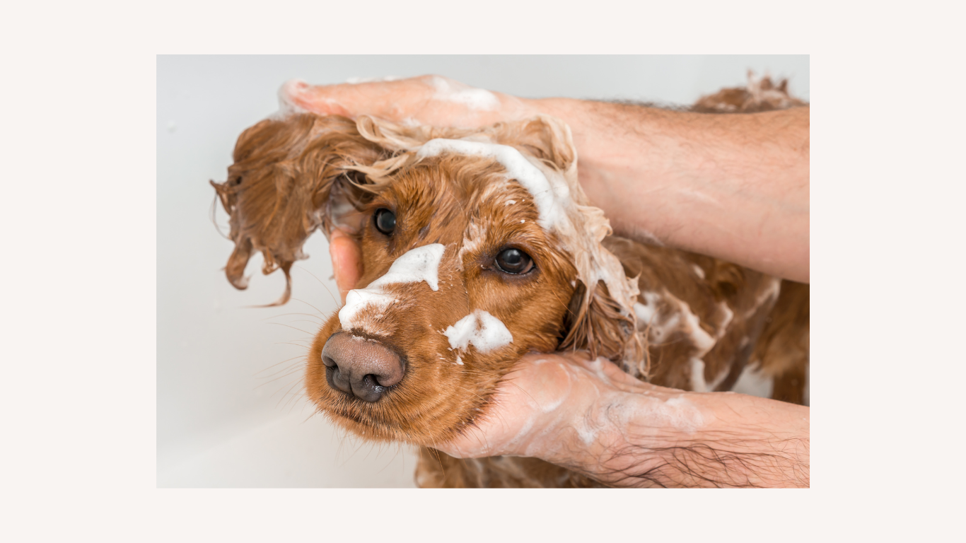 How Often Should You Wash Your Dog?